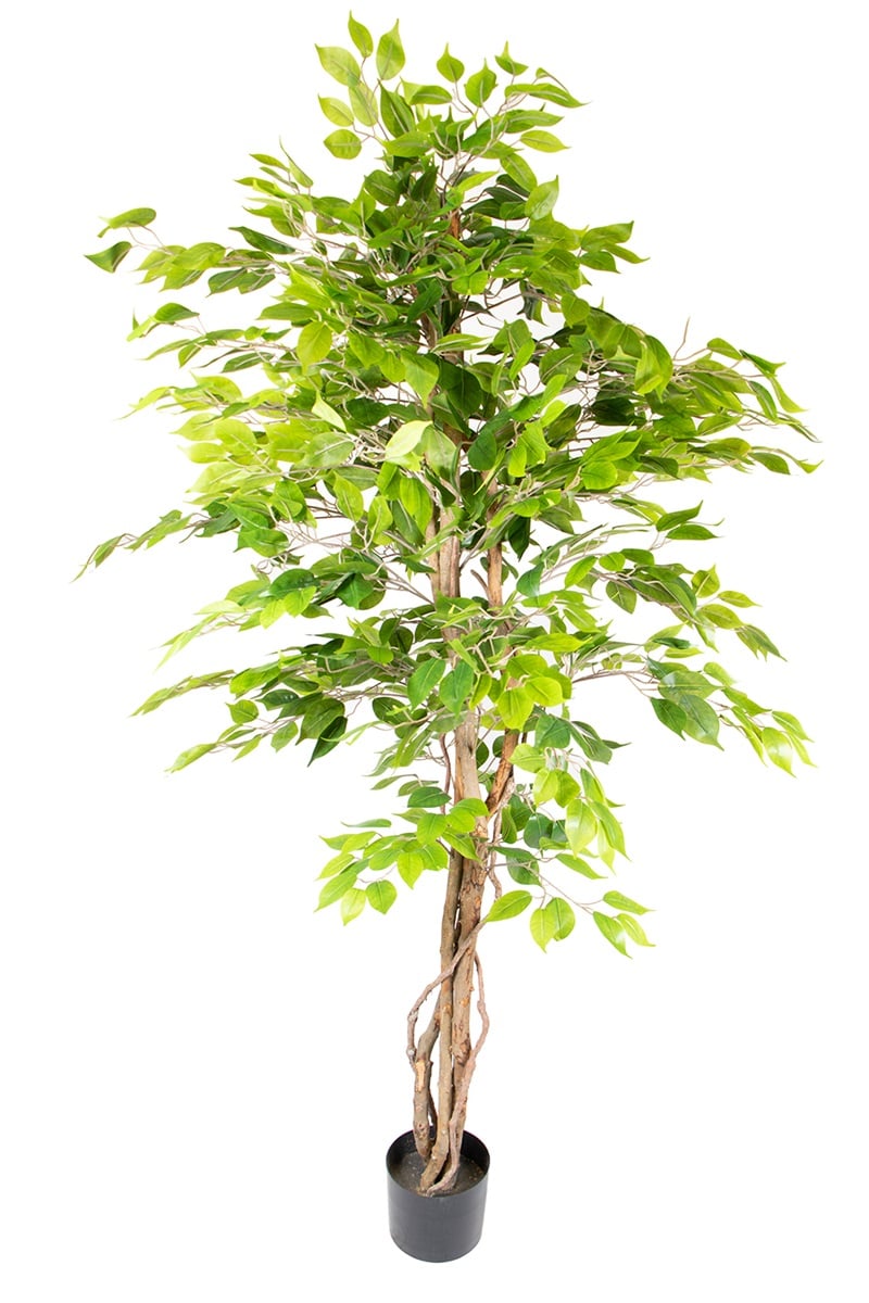 Ficus 17067 180