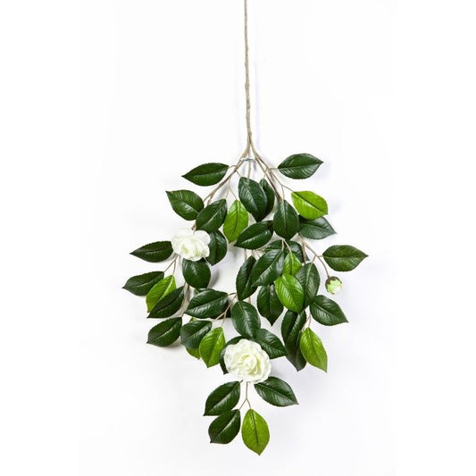 Camellia with cream flowers