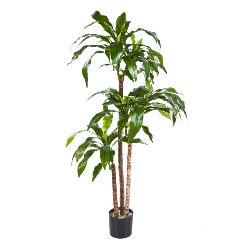 4' DRACAENA FRAGRANS STEUD