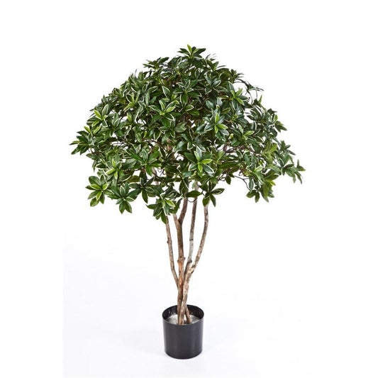 4' EUONYMUS JAPONICUS TREE