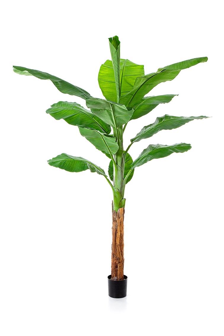 Königlicher Bananenbaum
