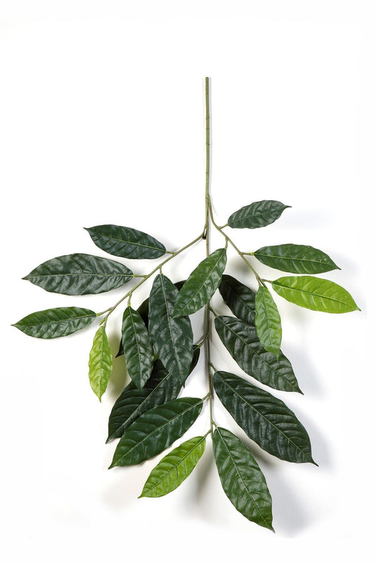 Podocarpus spray 1220N