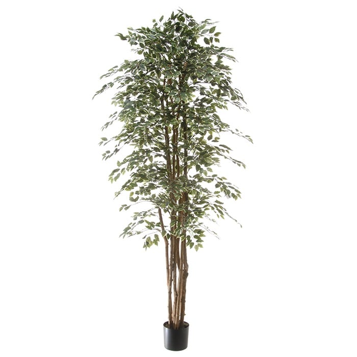Ficus 40109 210