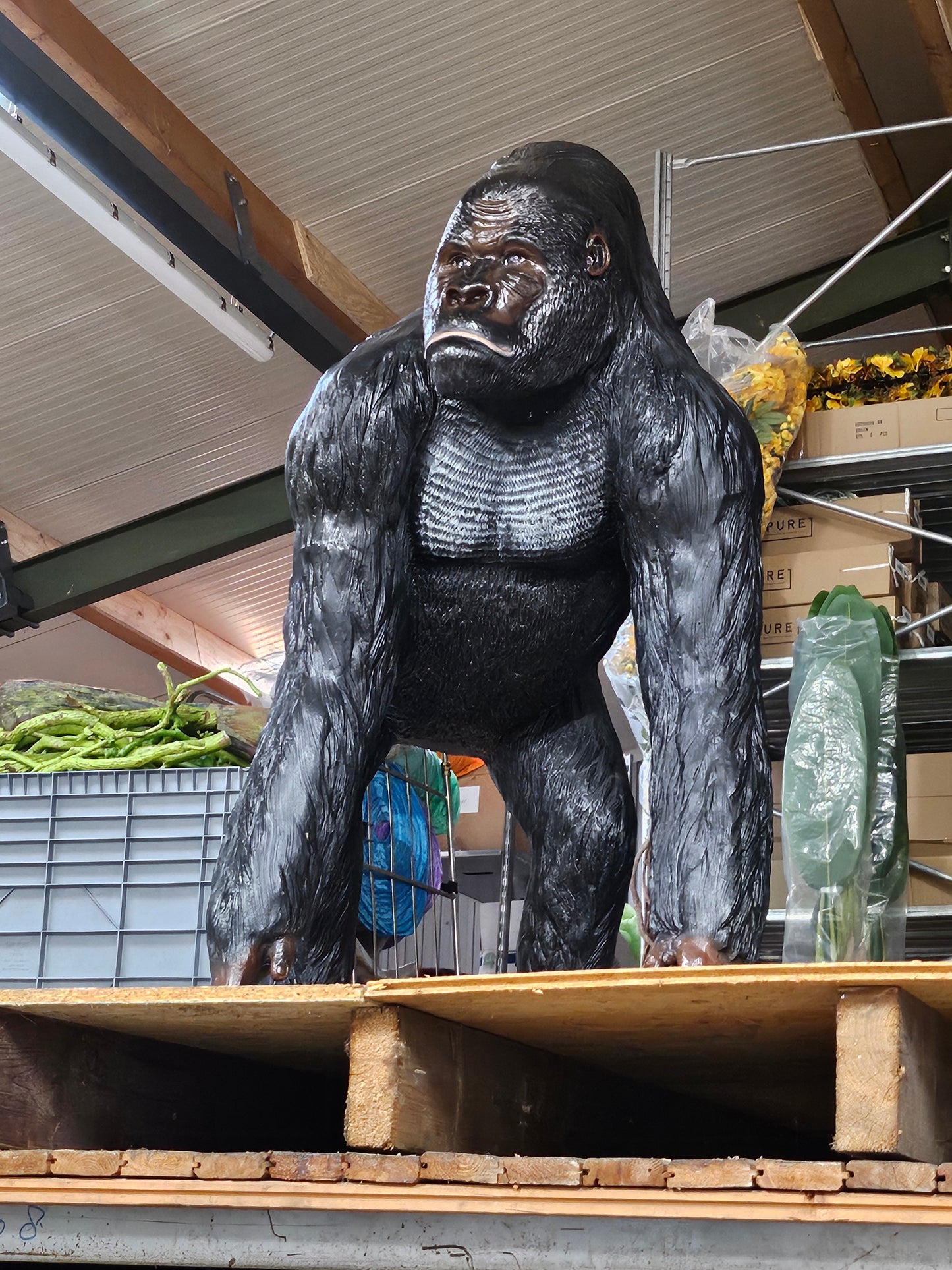 Gorilla XL