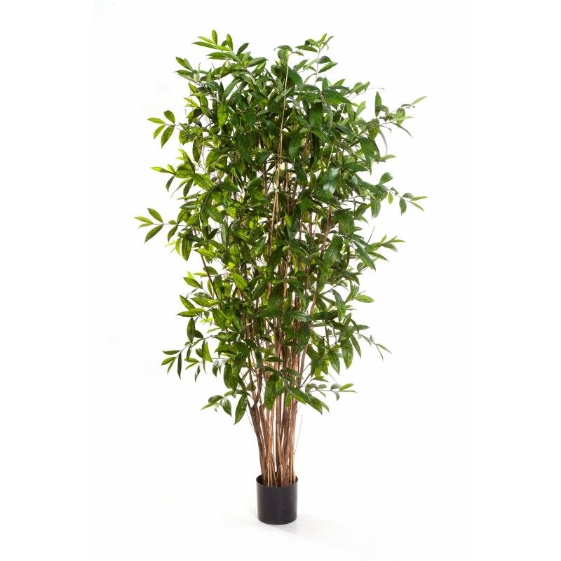 7' DRACAENA SURCULOSA BAUM