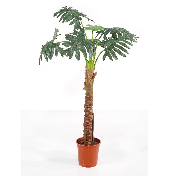 Philodendron Selloum 584-7