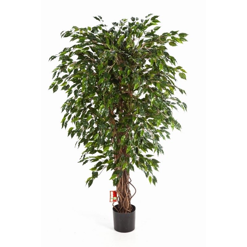 5' HAWAIIAN FICUS LIANA
