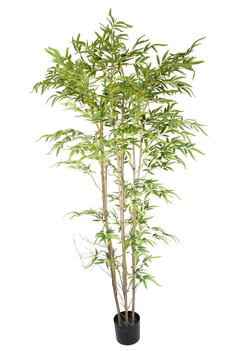 Bamboo 17069 210