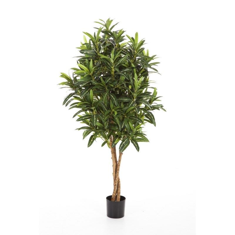 5' CROTON GOLDFINGER BAUM