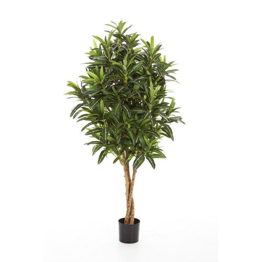 5' CROTON GOLDFINGER TREE