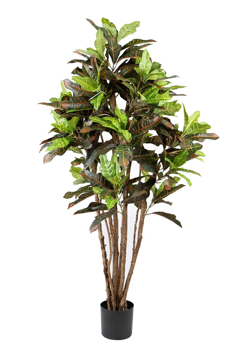 Croton 42095 150