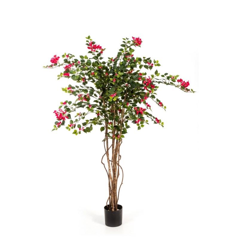 5' BOUGAINVILLEA NITIDA