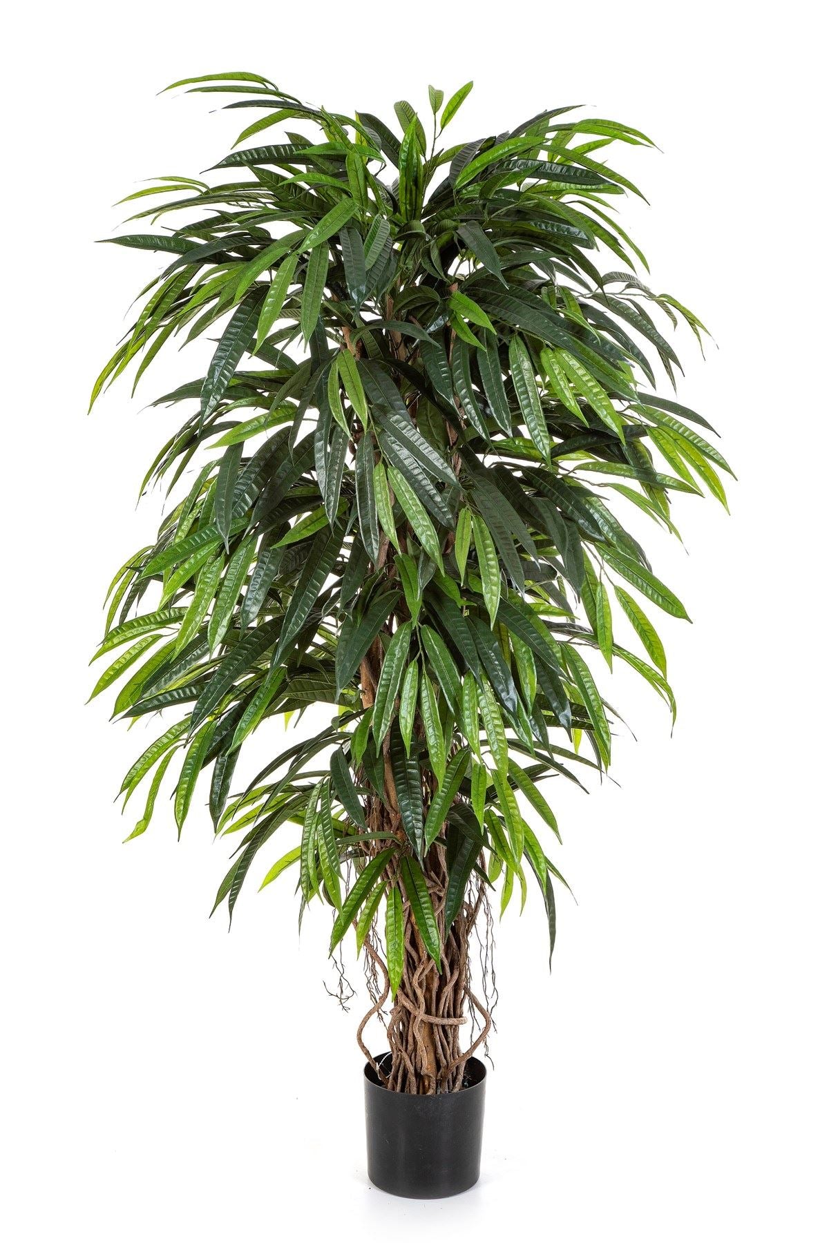 6' DELUXE LONGIFOLIA LIANA