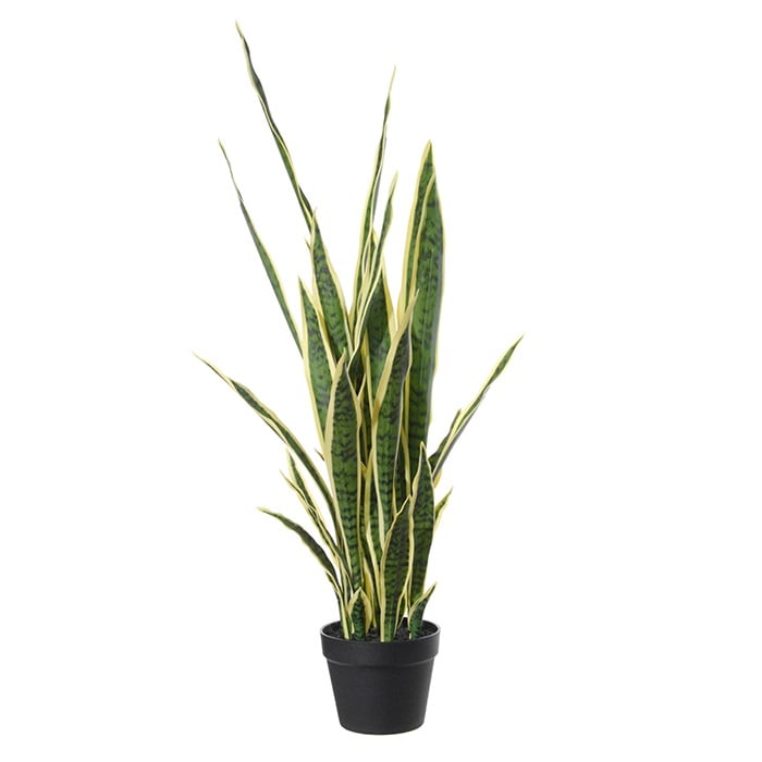 Sanseveria 40543 000