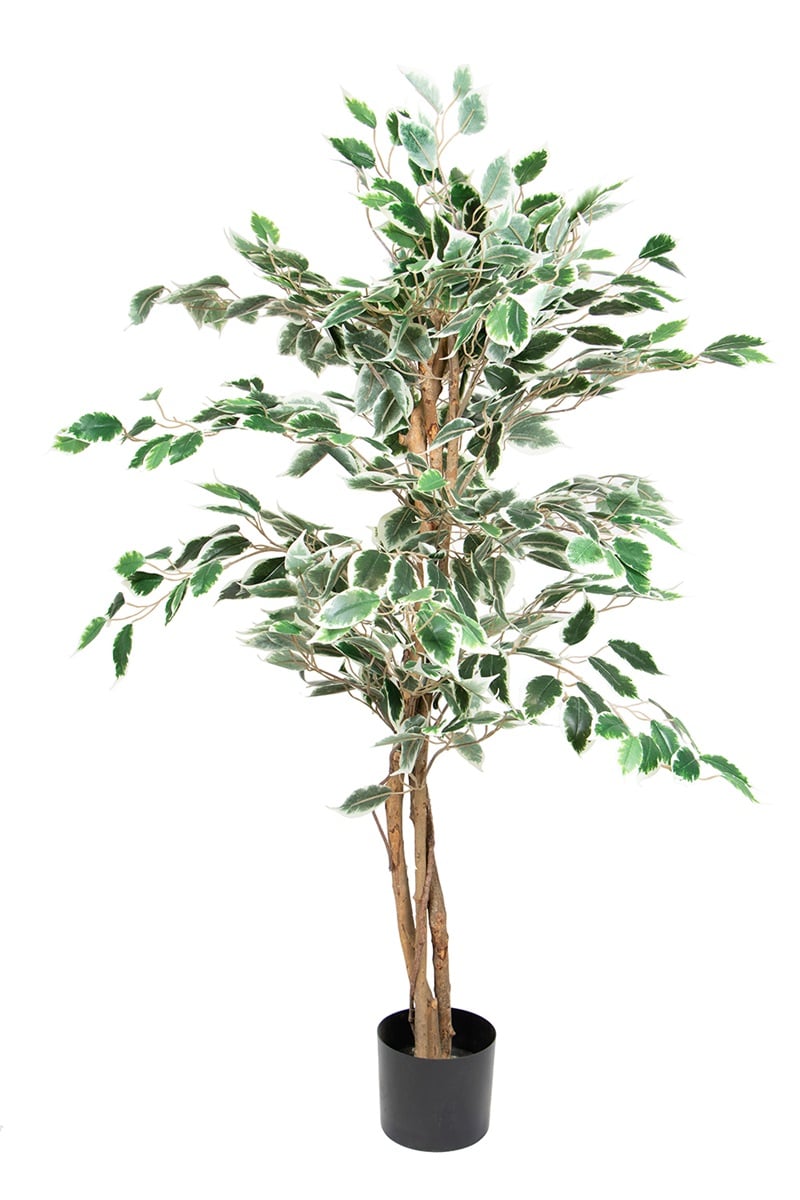 Ficus 17068 120