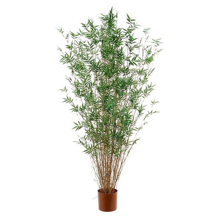 Bamboo 2931589