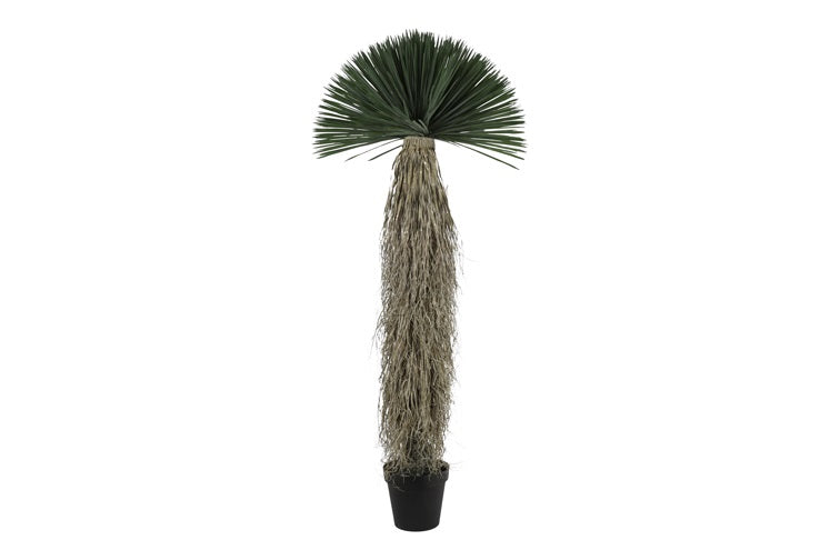 Art plant Yucca Rostrata L green-L70B70H175CM