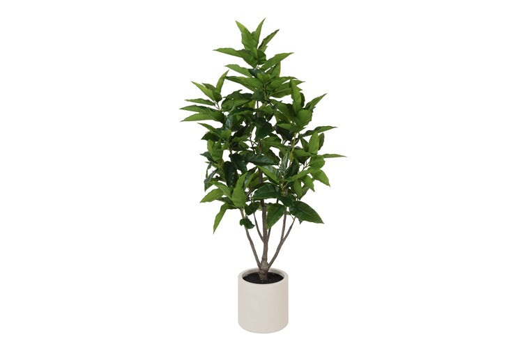 Art Plant Ficus magnolii L green-L195B50H70CM