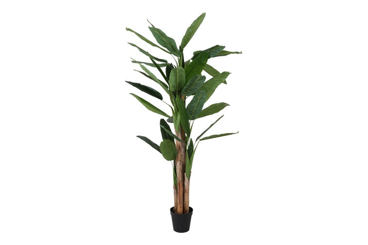 Art plant Musa green-L120B120H260CM