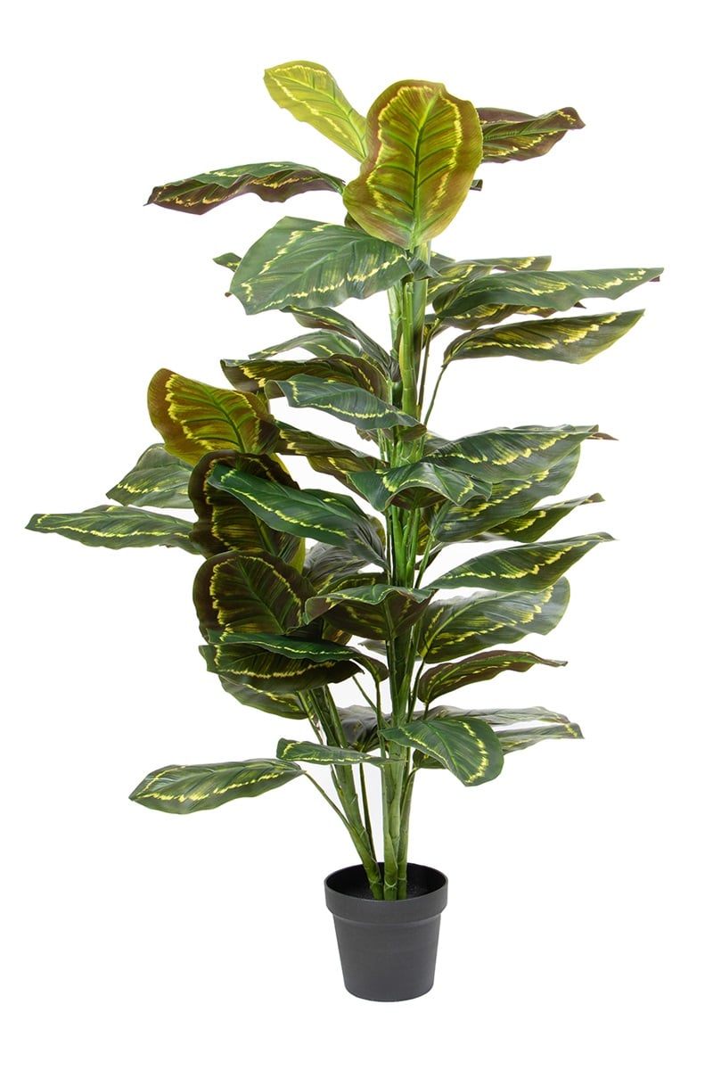 Calathea 07742 130