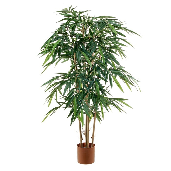 Bamboo 2737281