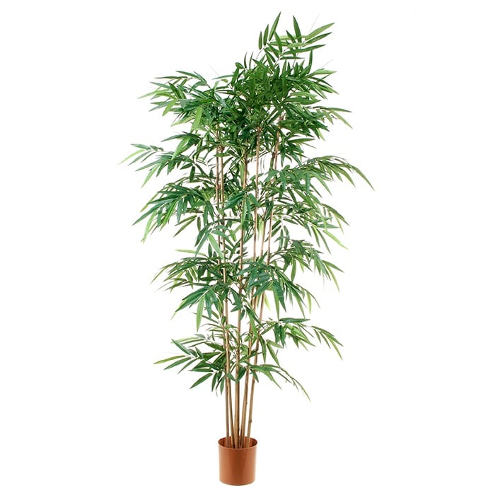 Bamboo 2738012