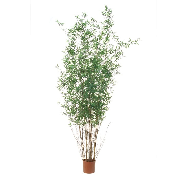 Bamboo 2932320