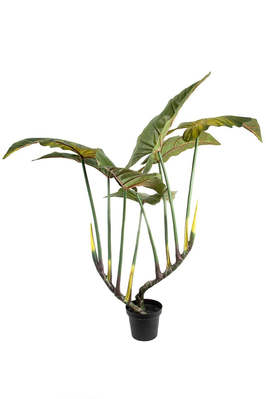 Philodendron Red Prince 07740 120