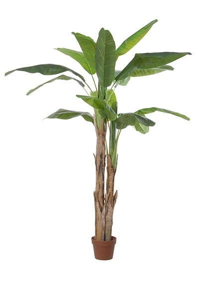 Bananatree 17056 170