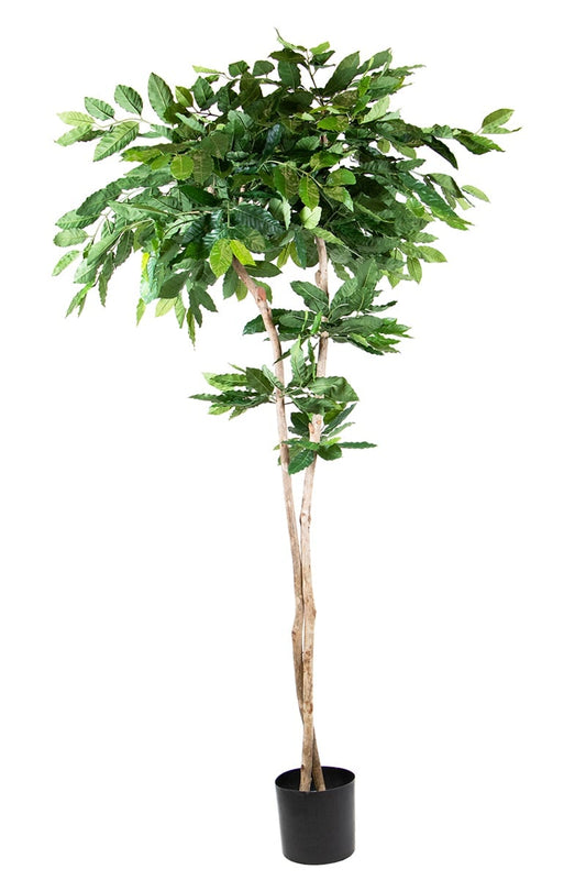 Coffea plant 42099 210
