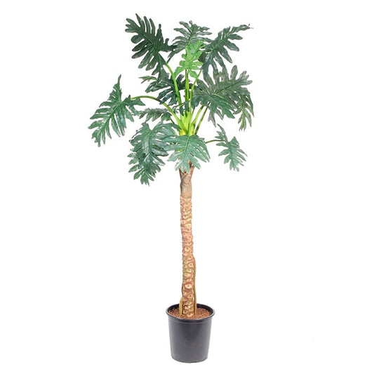 Philodendron Selloum 584-14