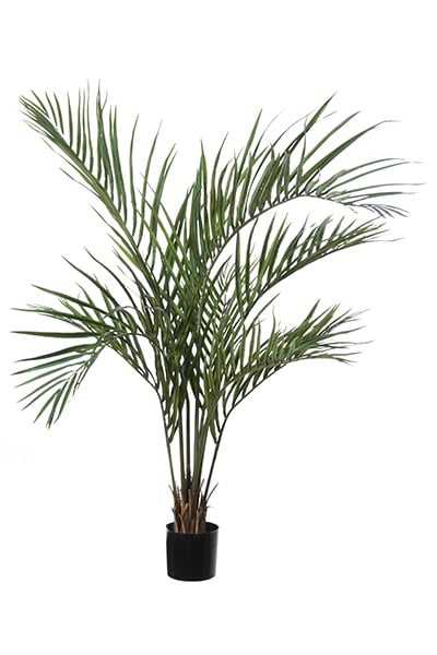 Areca palm 42086 120