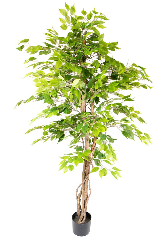 Ficus 17067 180