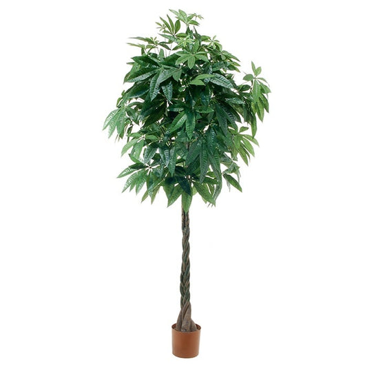 Pachira with braided trunk 2843567