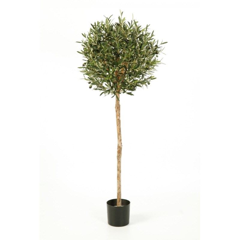 5' NATUURLIJKE OLIJFBAL BOOM