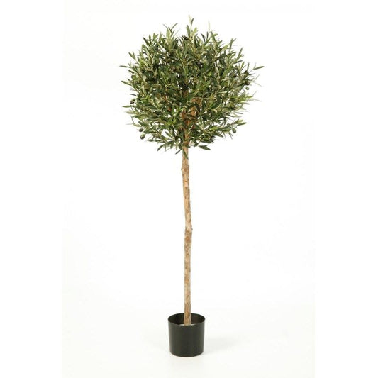 5' NATUURLIJKE OLIJFBAL BOOM