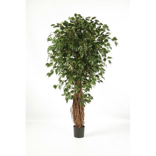 7' FICUS LIANA EXOTICA DE LUXE
