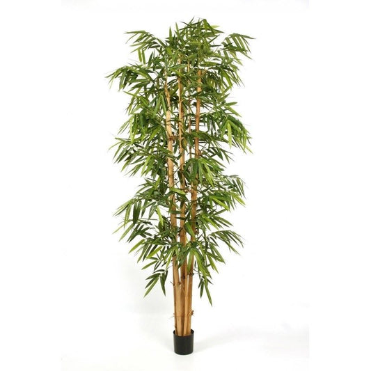 8' NIEUWE REUZENBAMBOE GROOTBLAD