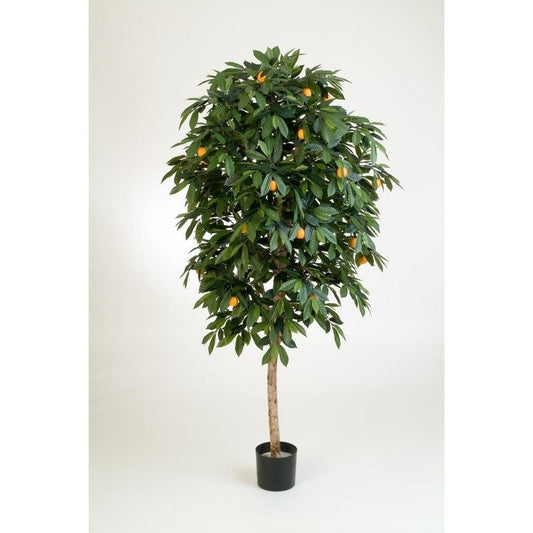 6' MANDARIJN SINAASAPPEL BOOM