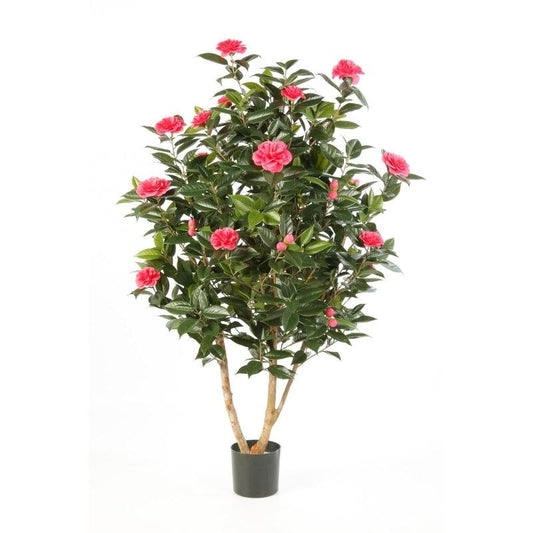 5' CAMELIA JAPONICA BUSH BOOM