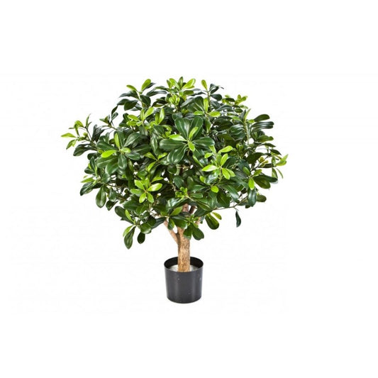 PITTOSPORUM BOL BOOM 65CM