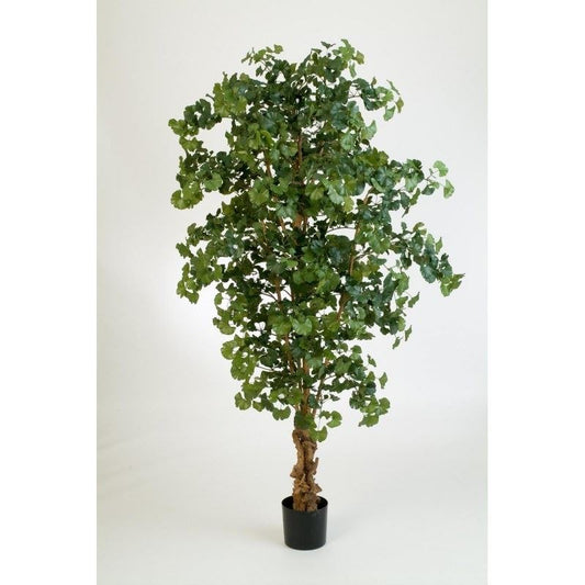 7' ZOETE GINGKO BOS BOOM