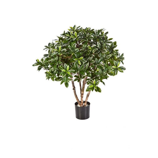 75 CM EUONYMUS JAPONICUS STRUIK