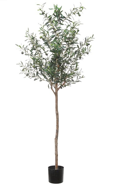 Olive tree Compact 42091 150