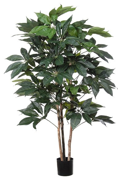 Schefflera Giant 42092 150