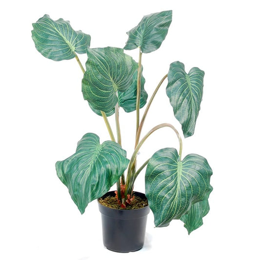 Philodendron 2777487