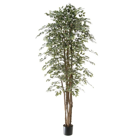 Ficus 40109 210