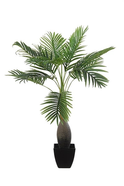 Kentia palm 17057 100