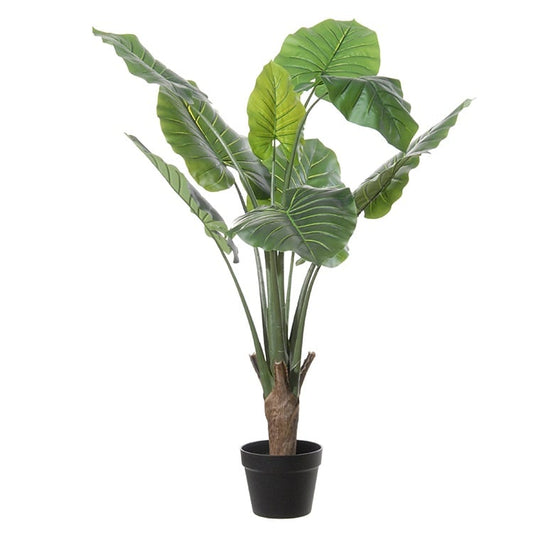 Colocasia 17052 100