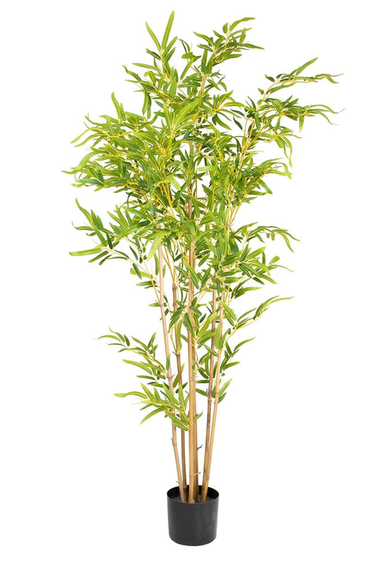Bamboo 17069 150